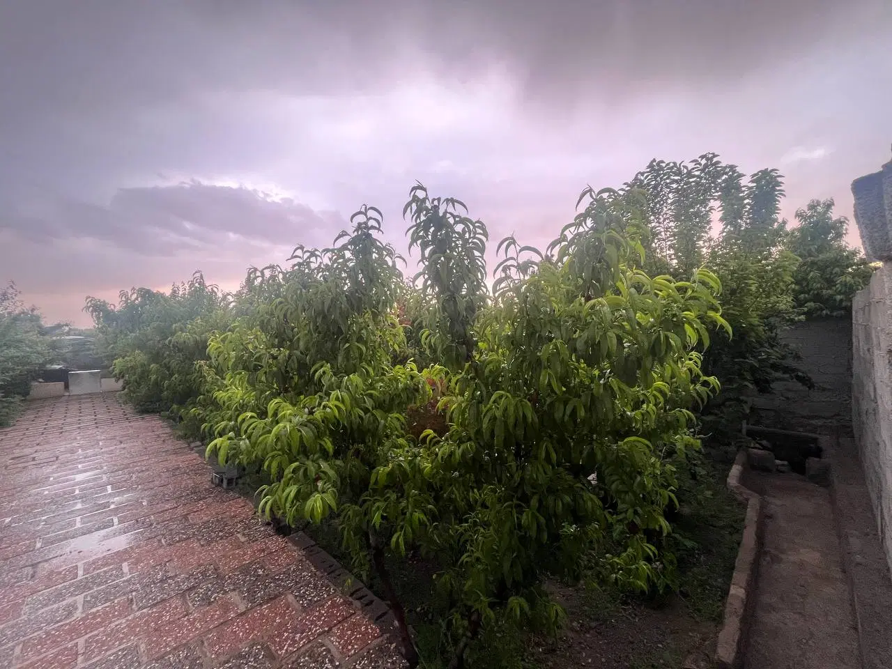 باغچه ۱۱۷۵ م خوشنام سند تک برگ + تهاتر