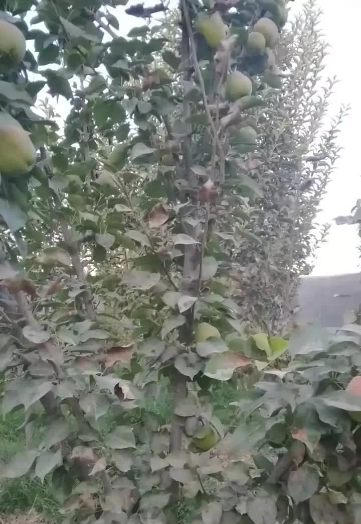 فروش باغ ۵۰۰ متری