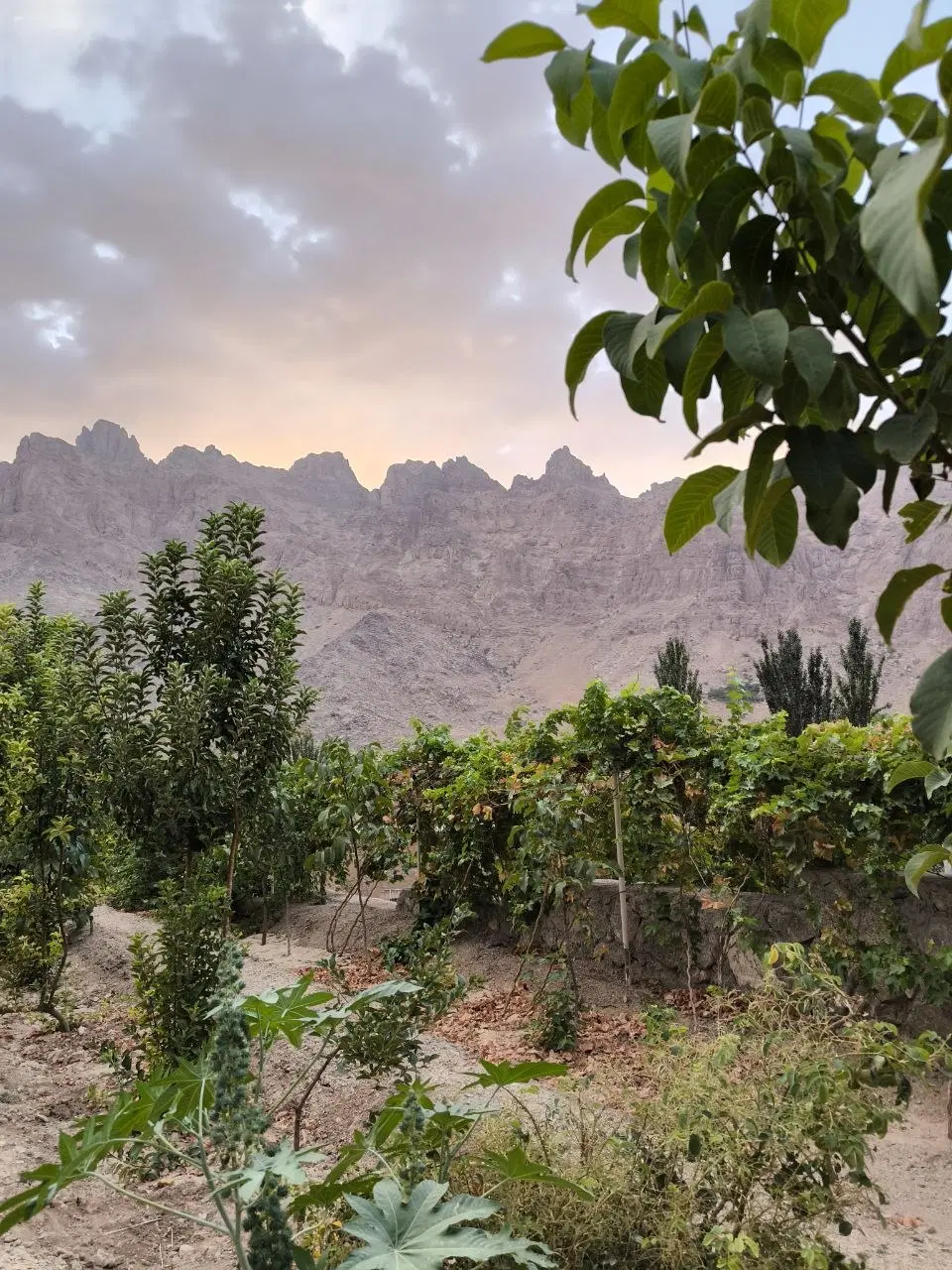 باغ منشاد (گل افشان) یزد