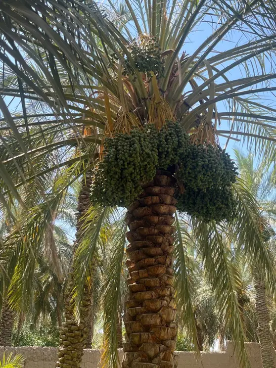 ۴ من باغ بروات بلوار باهنر