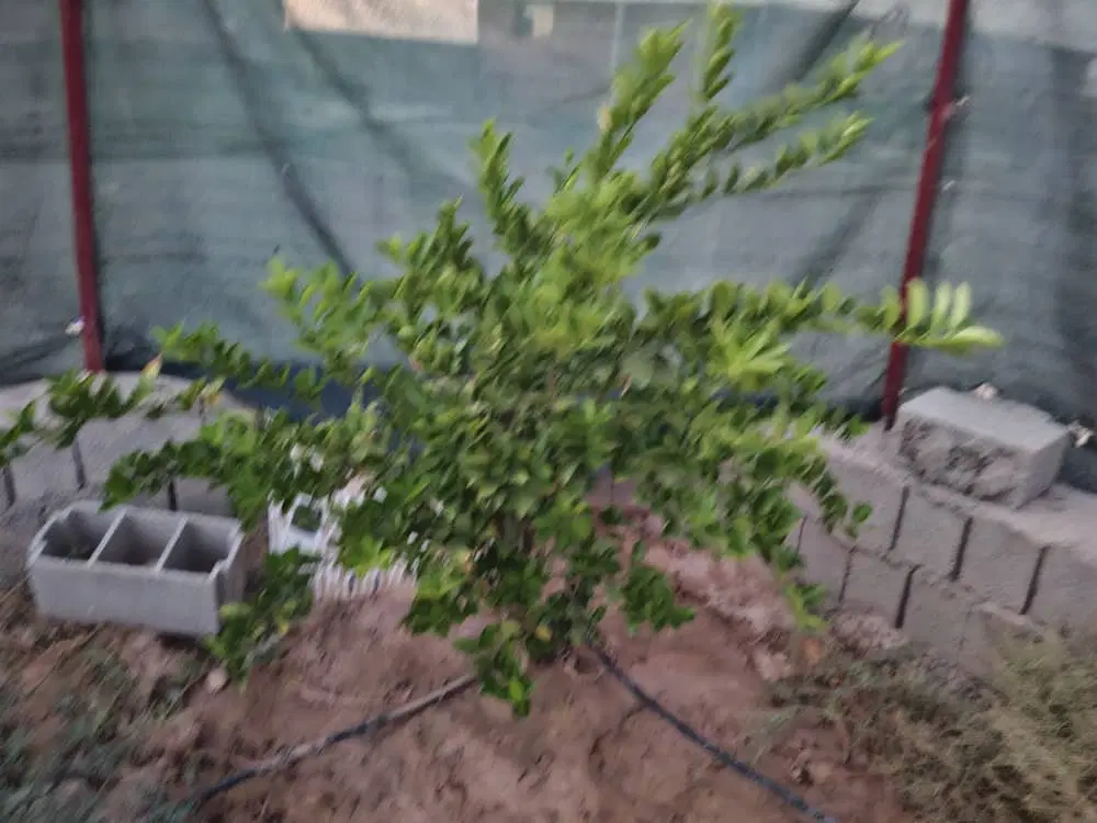 باغ پشت بیمارستان برای فروش در بندر گناوه