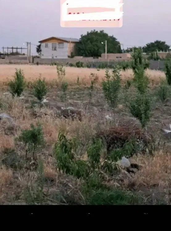 تواتر زمین ۱۰۰۰ متری با خودرو یا طلا