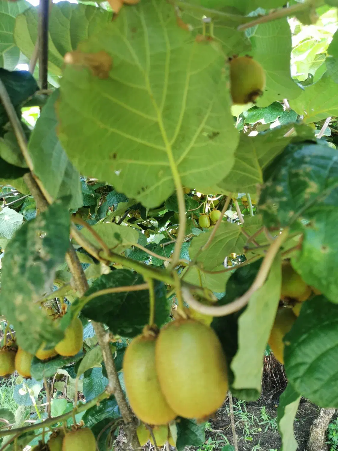 باغ کیوی یک ساله