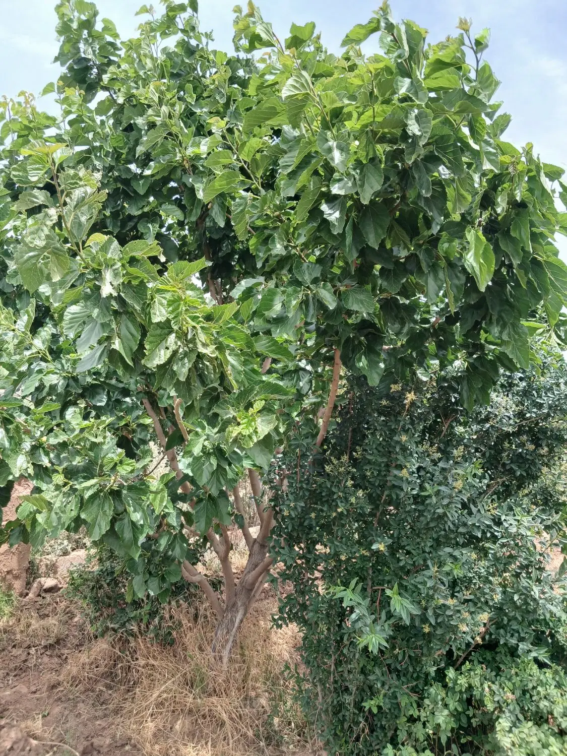 باغ ۷۰۰متری ماهدشت پیشک ۳