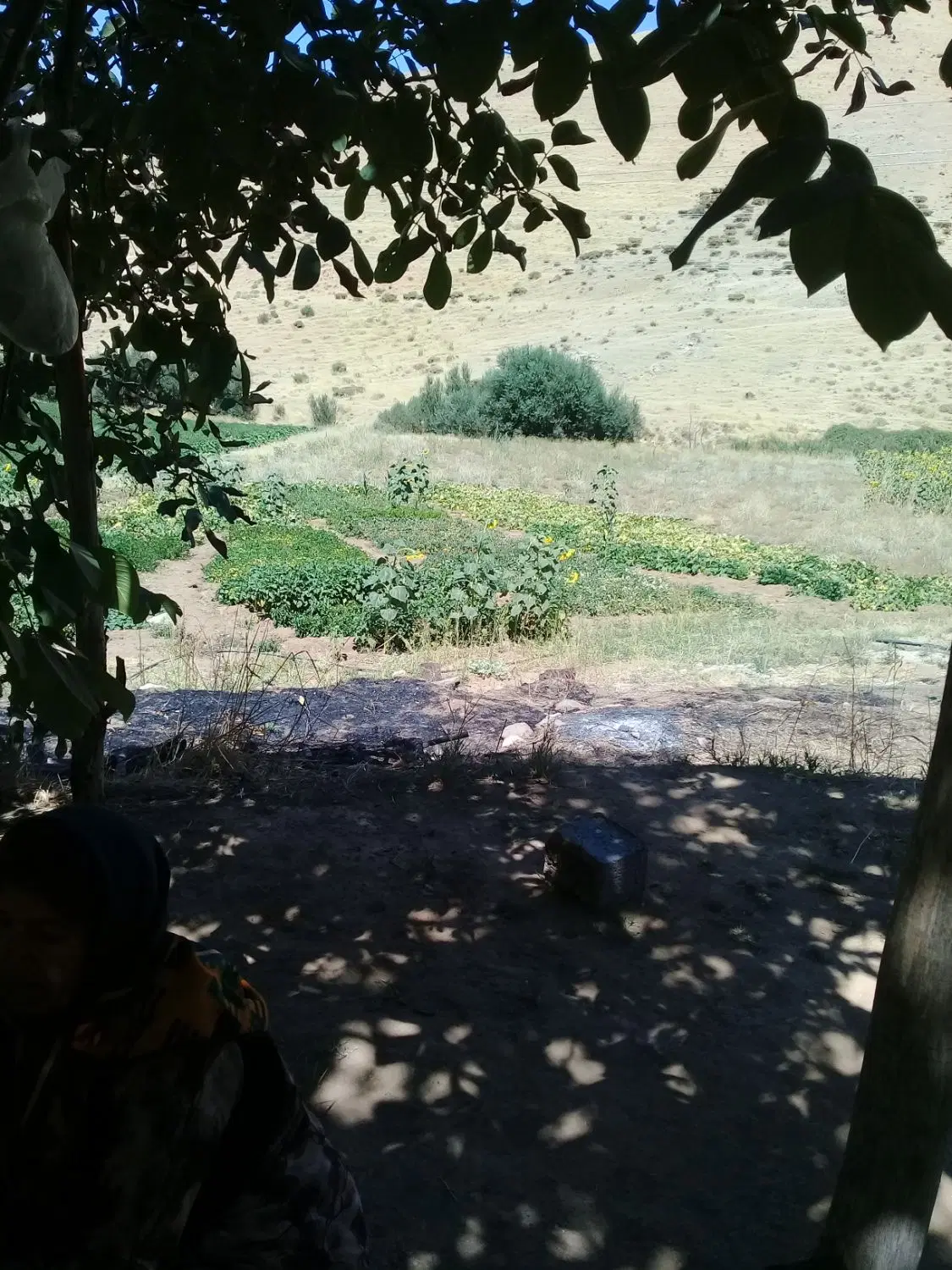 باغ و زمین کشاورزی در گردنه مروارید سند تک برگ