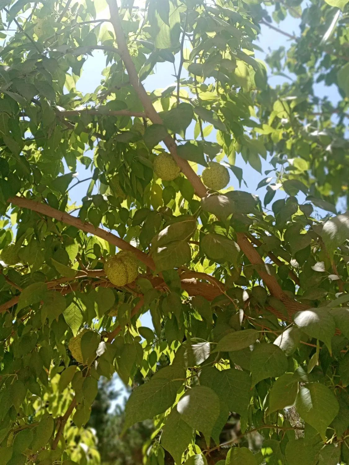 باغ