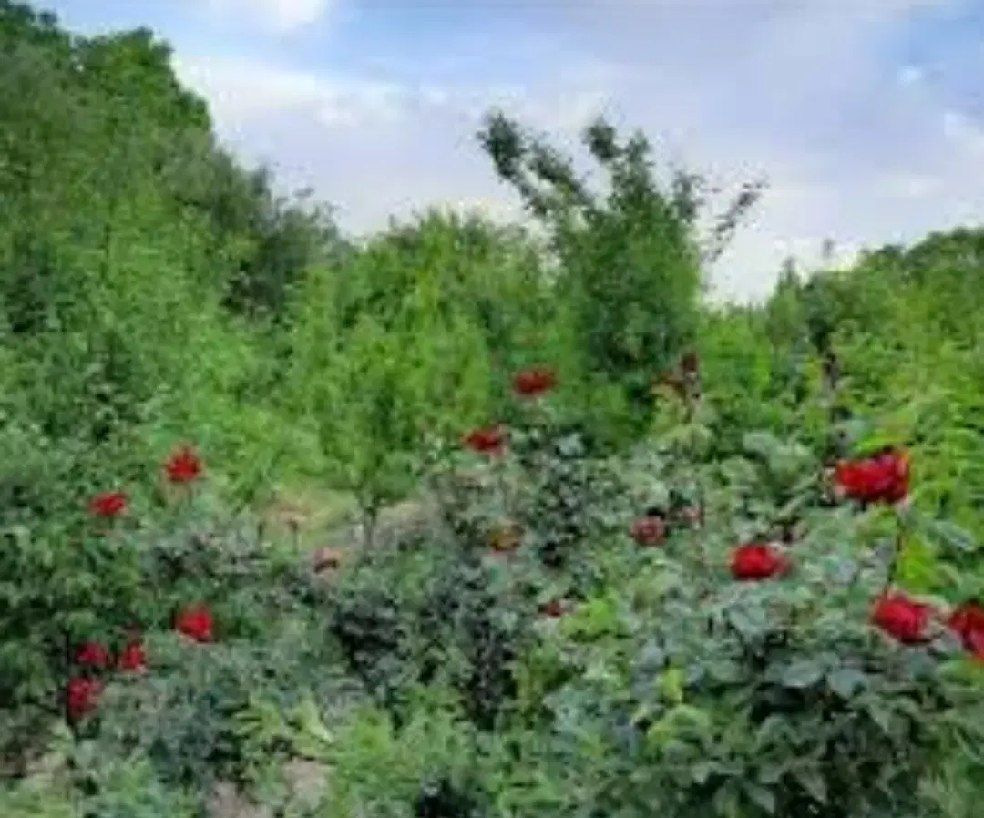 باغ