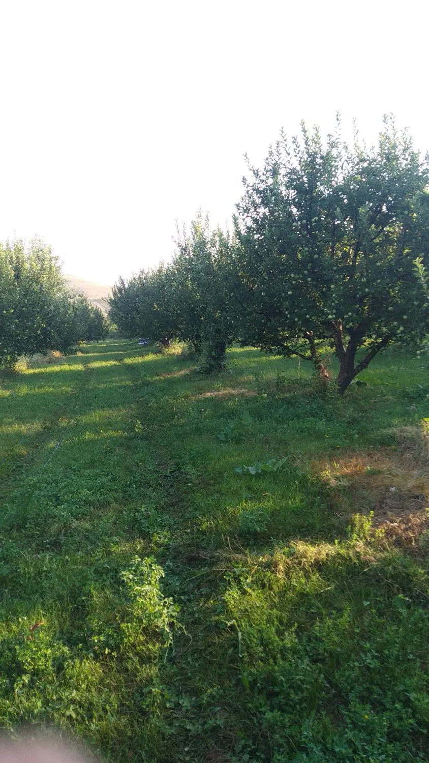اجاره باغچه سیب درجه یک داده میشود