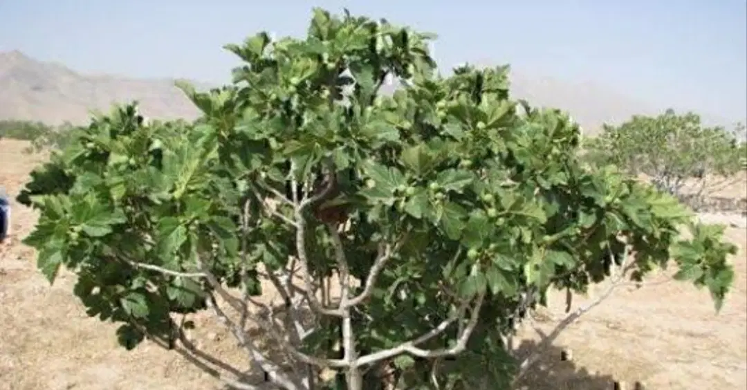 زمین انجیری