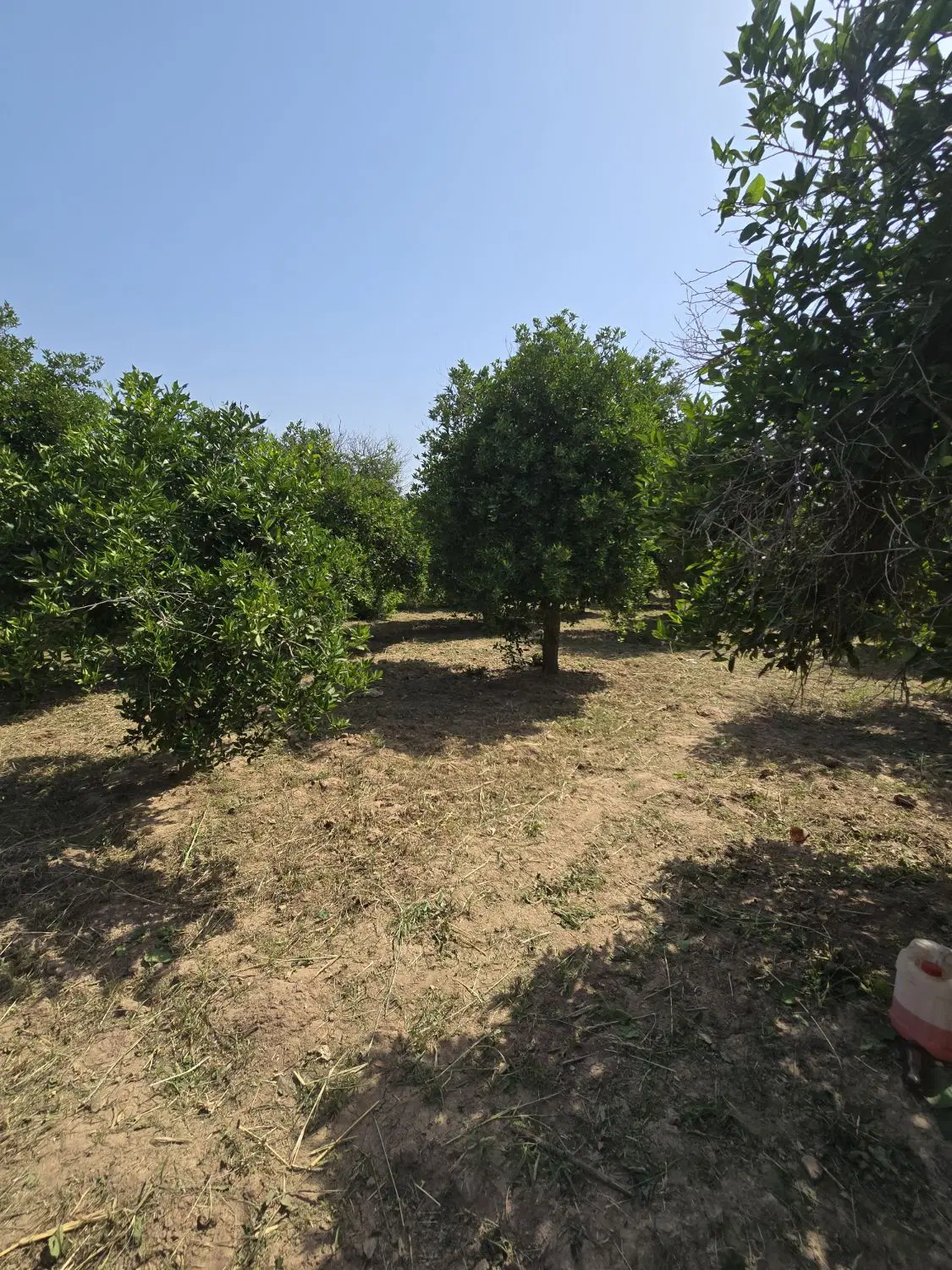 باغچه هزار متری اقساط