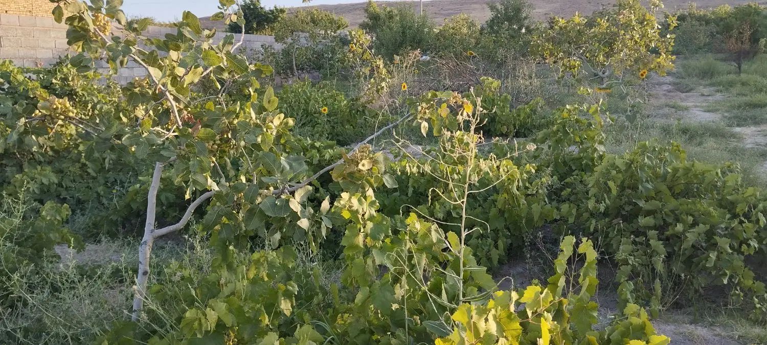 باغچه باغ  جاده اصلی چیچست