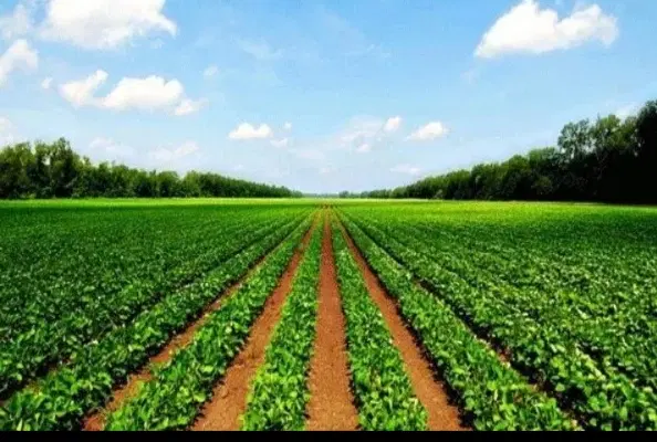 اجاره 5 هکتار زمین کشاورزی دارای کانال و چاه