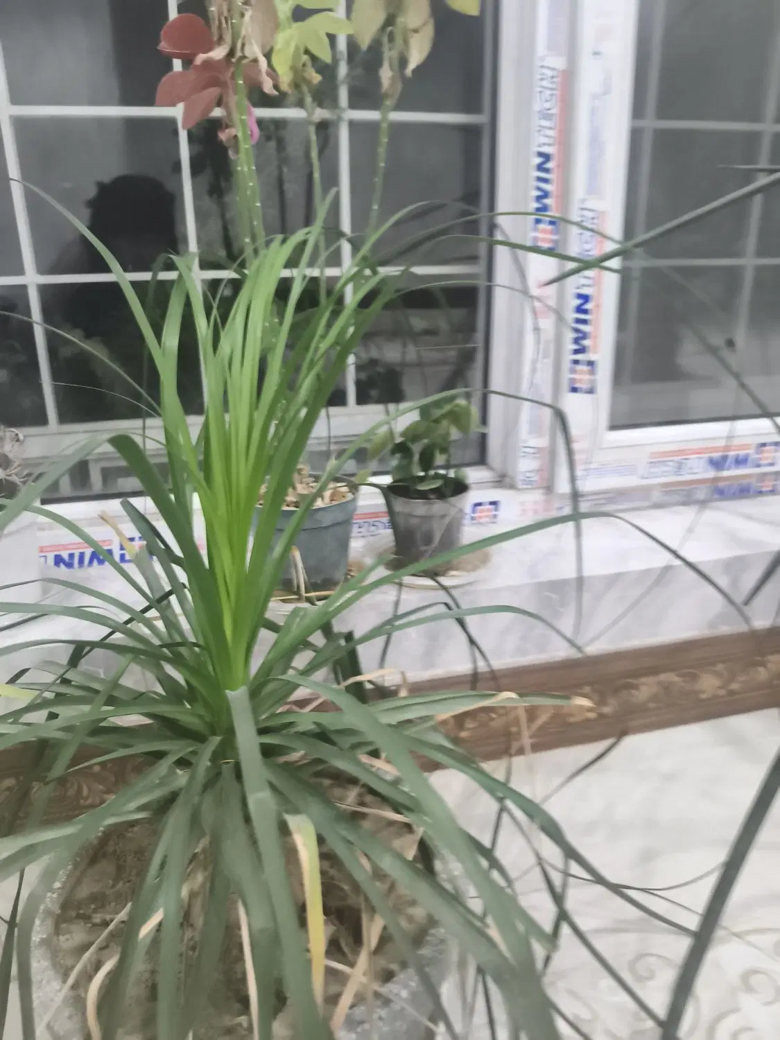 اجاره همکف