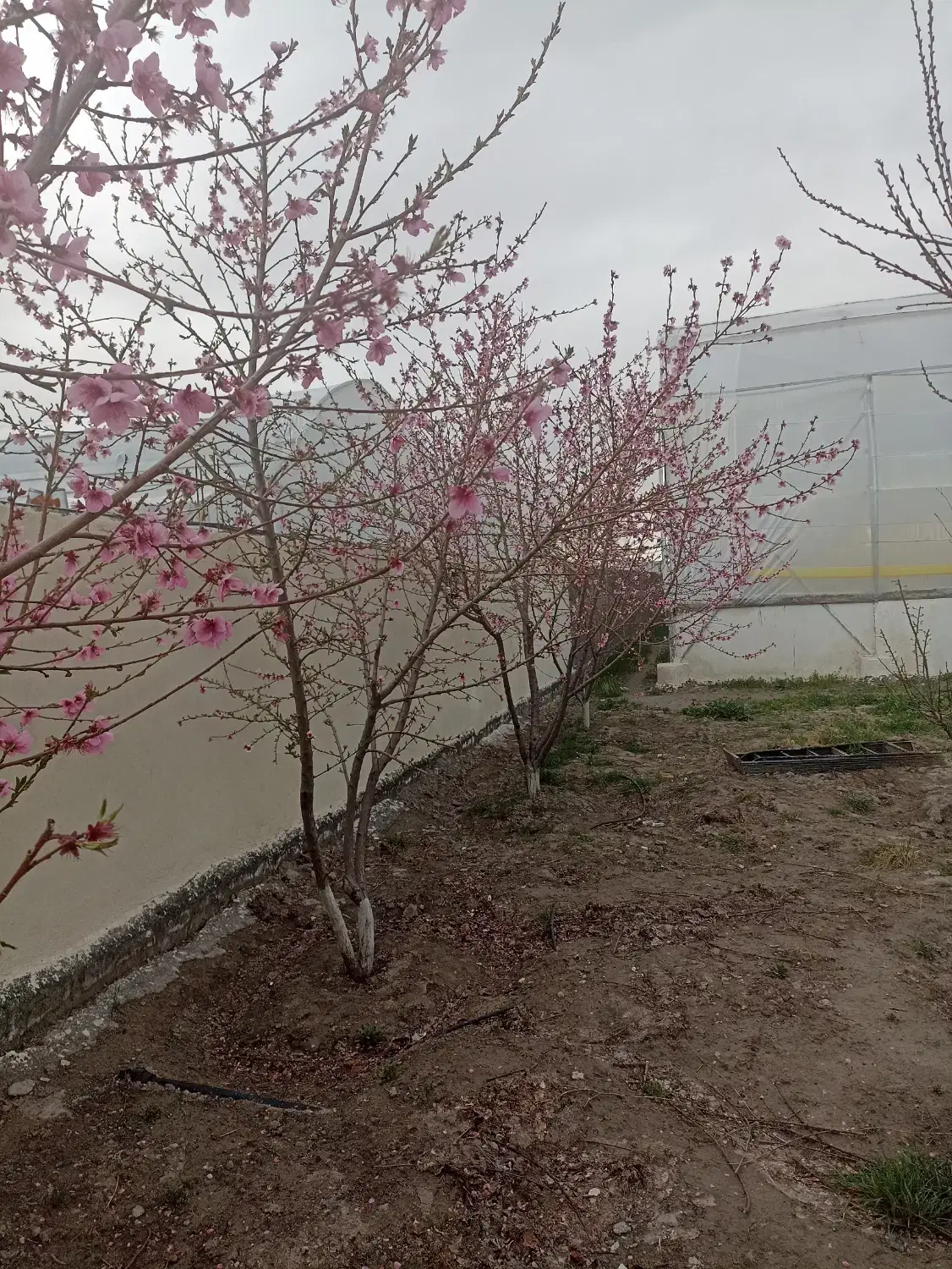 باغ ویلا وگلخانه