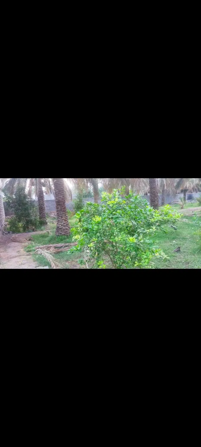 باغ بم معاوضه با خودرو