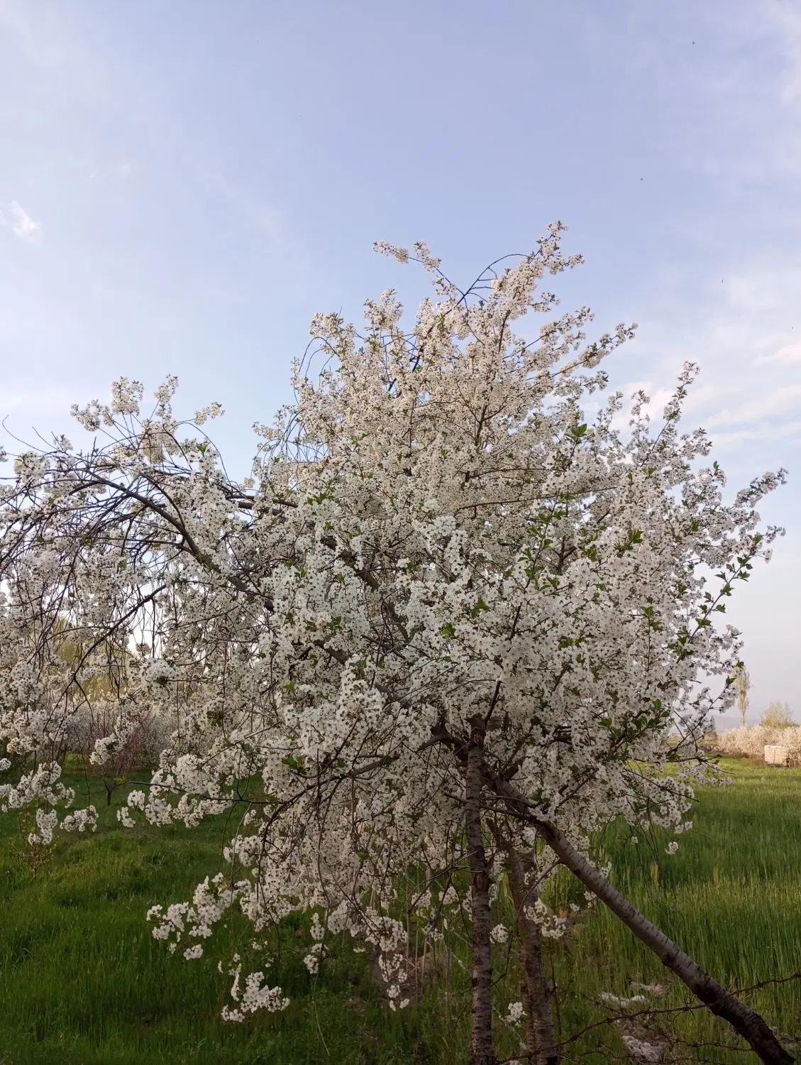 باغ در 3کیلومتری مشکین شهر