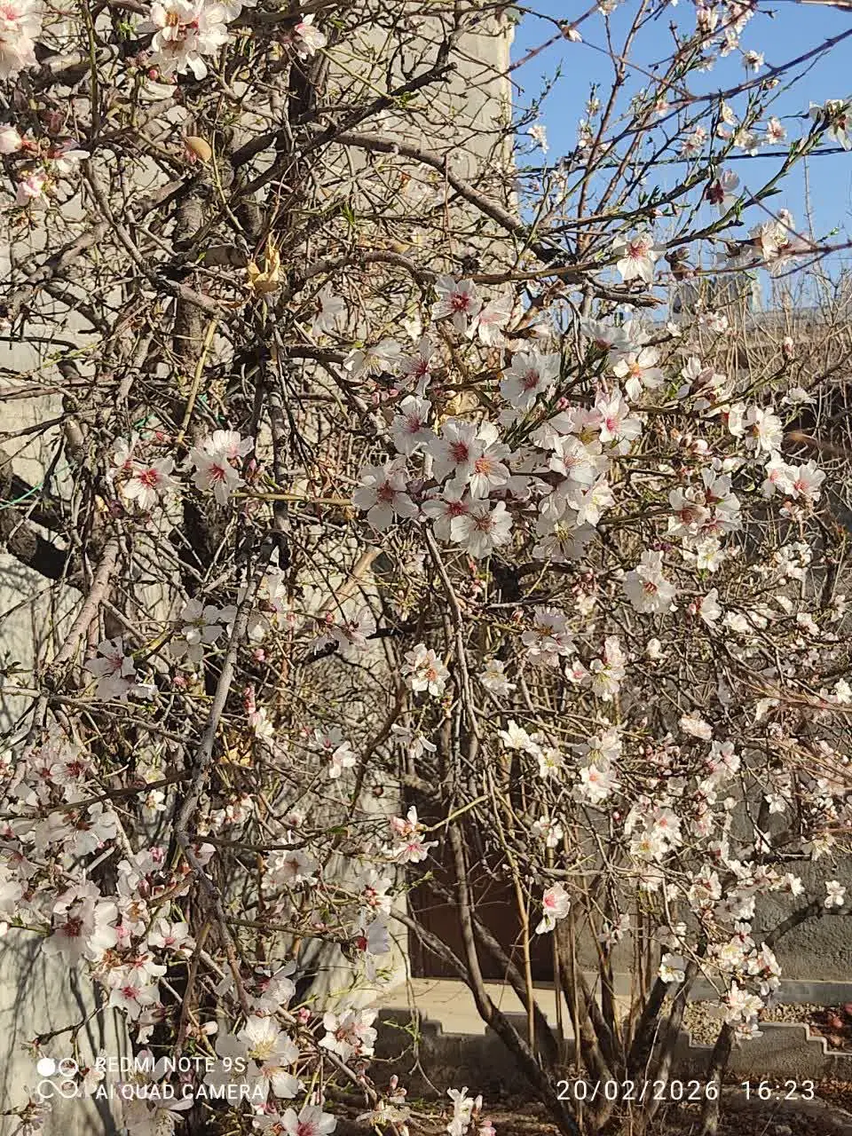 خونه باغ