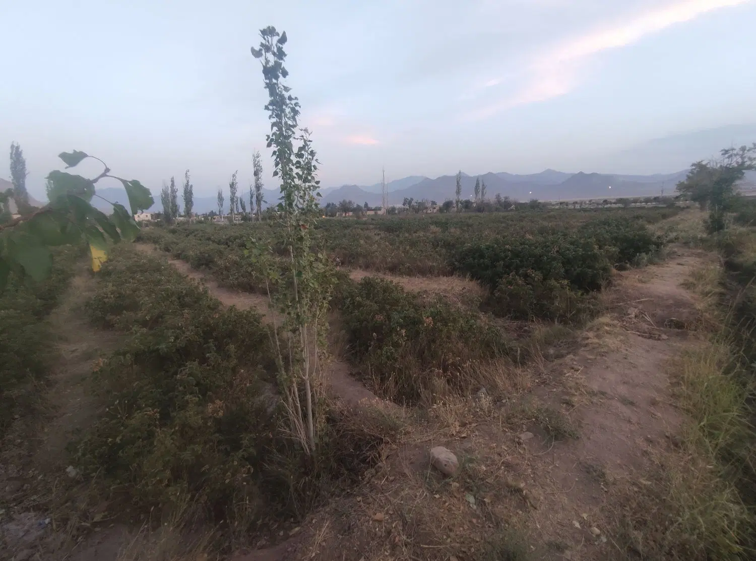 زمین گل محمدی
