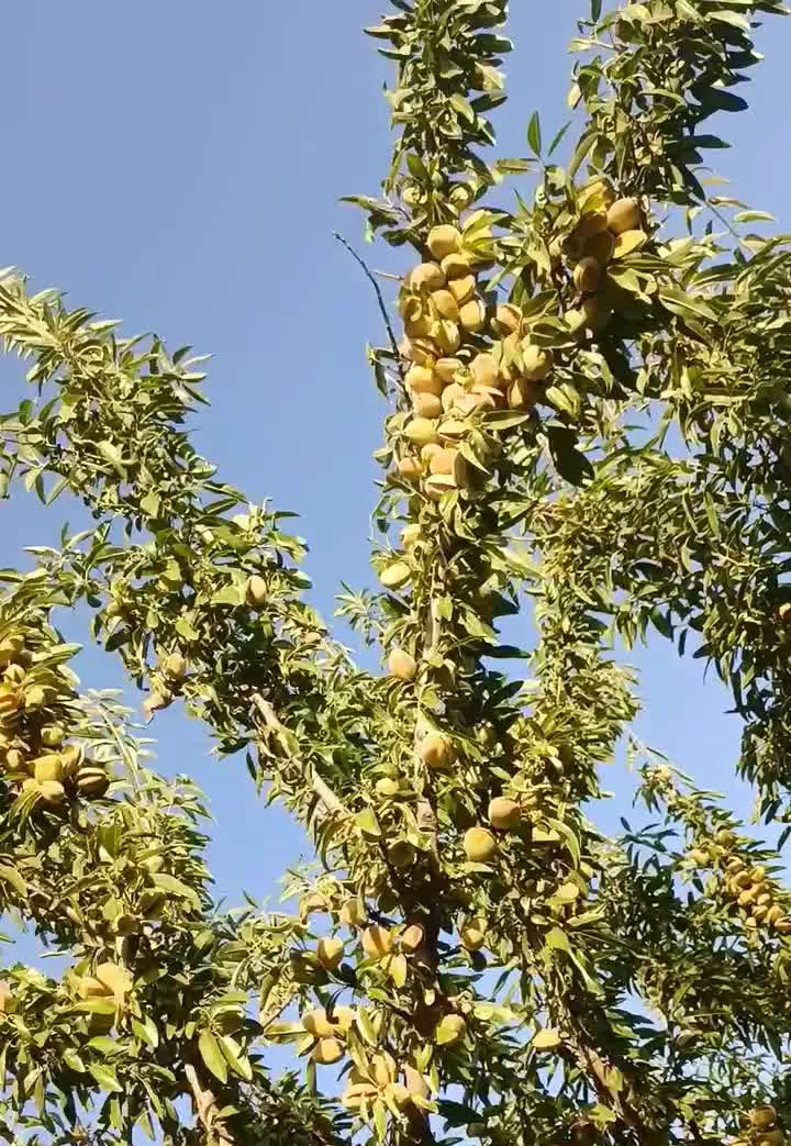 باغ 1500متری درخسروشاه بادرختان6ساله بادام پرمحصول