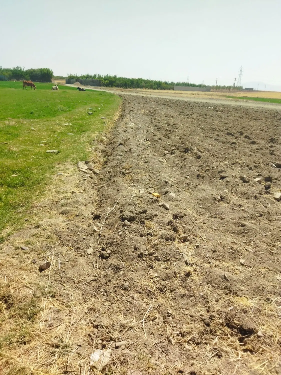 زمین کزنار (باغی)