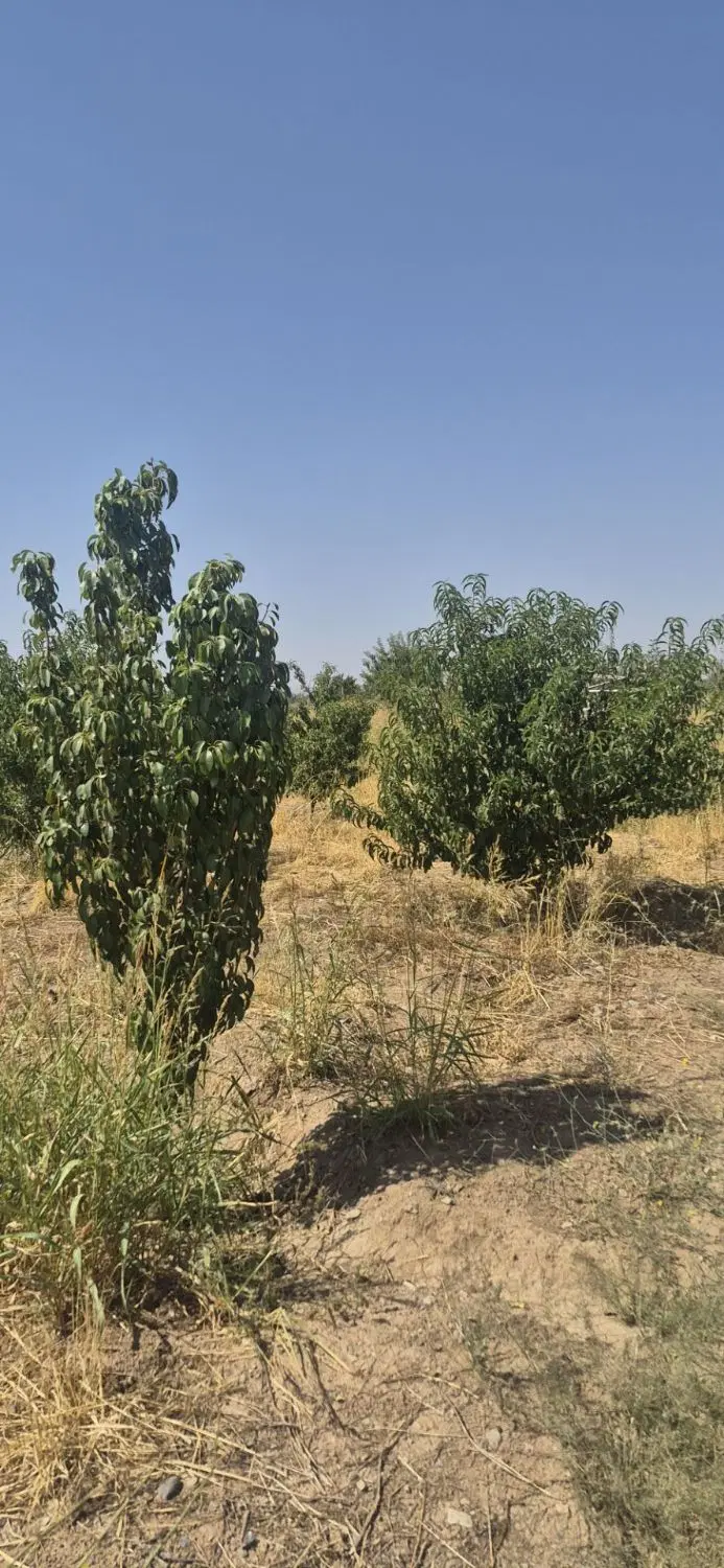 باغ ۵ ساله با سهمیه آب جهان اباد