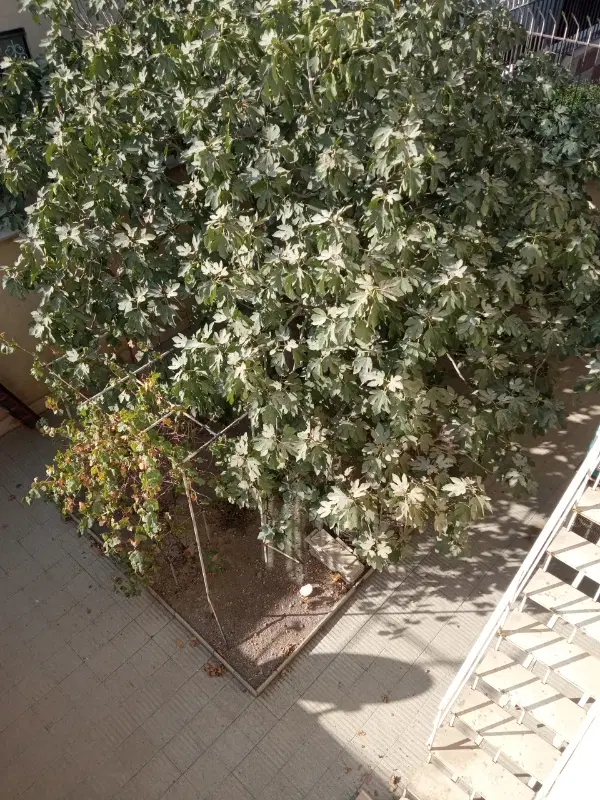 اجاره ویلایی