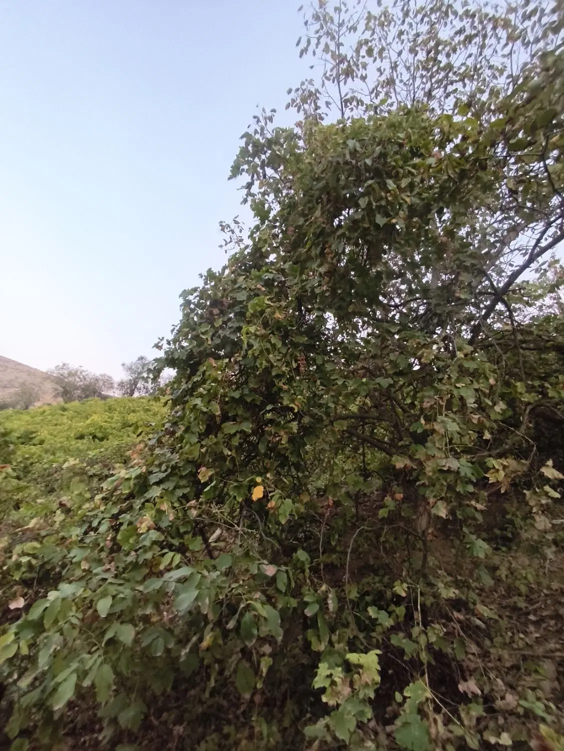 زمین باغ انگور و گردو