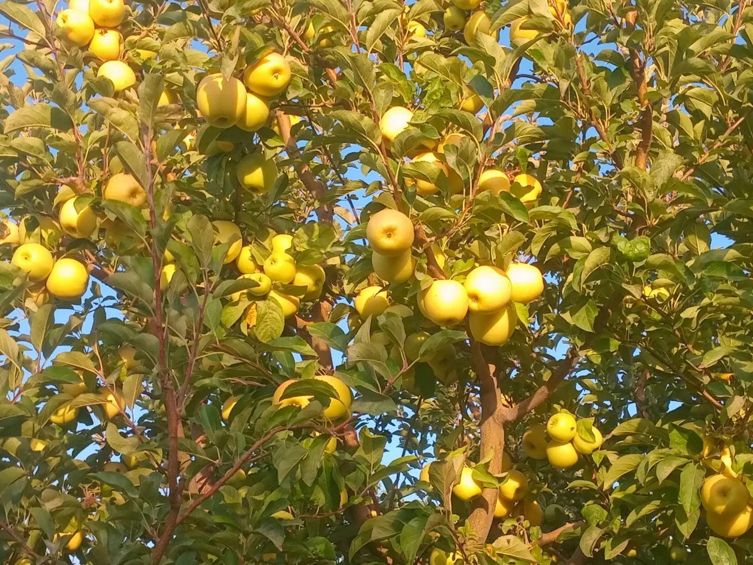 زمین کشاورزی