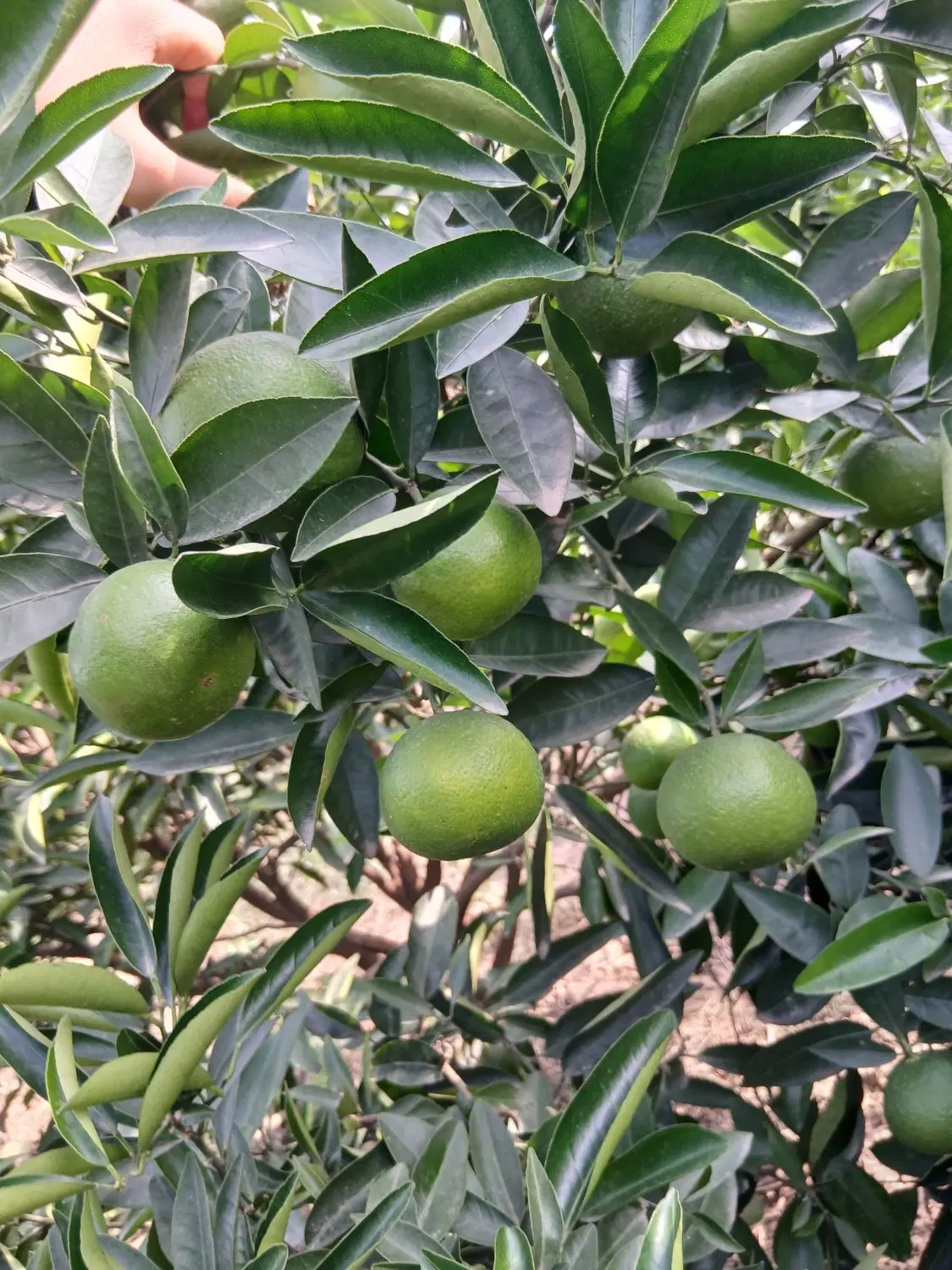 فروش باغ مرکبات