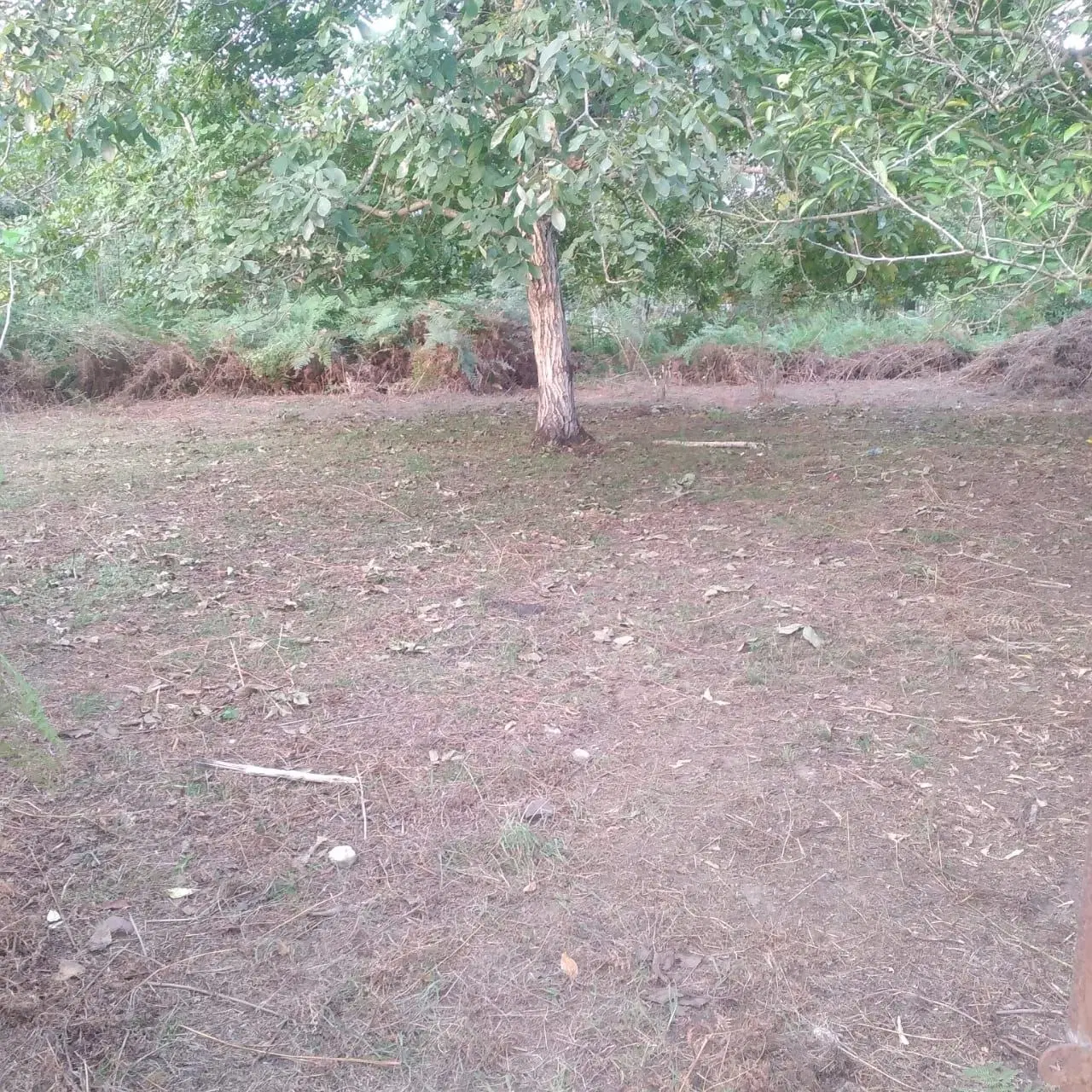 ۱۰۰۰ متر زمین مسکونی،گیلان ماسال