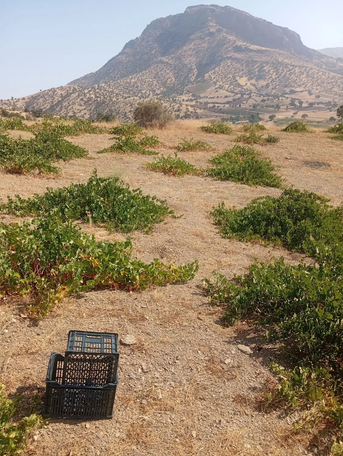 فروش باغ