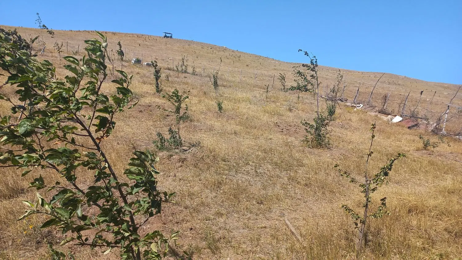 فروش زمین زراعی وباغ