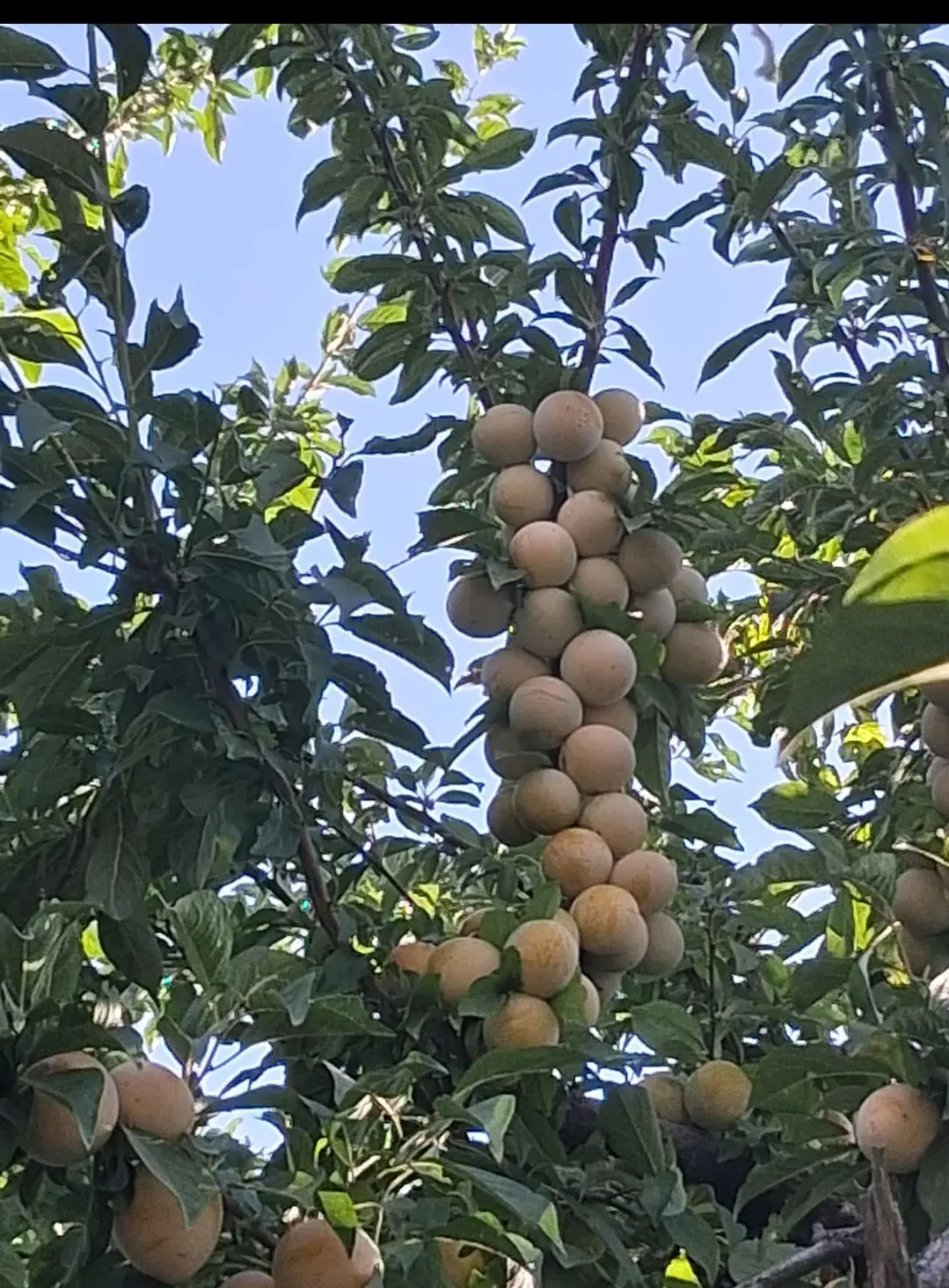 باغ سیب سی سخت یاسوج