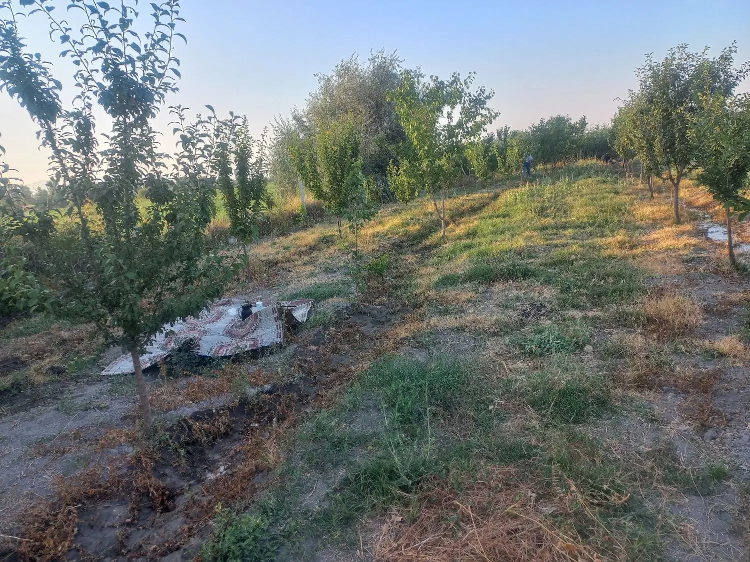 ۱۱۰۰متر باغ وباغچه الوان باچاه وشناوراختصاصی