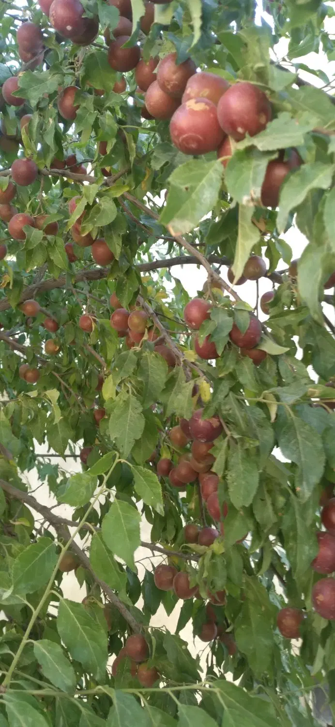 خانه  باغ روستایی