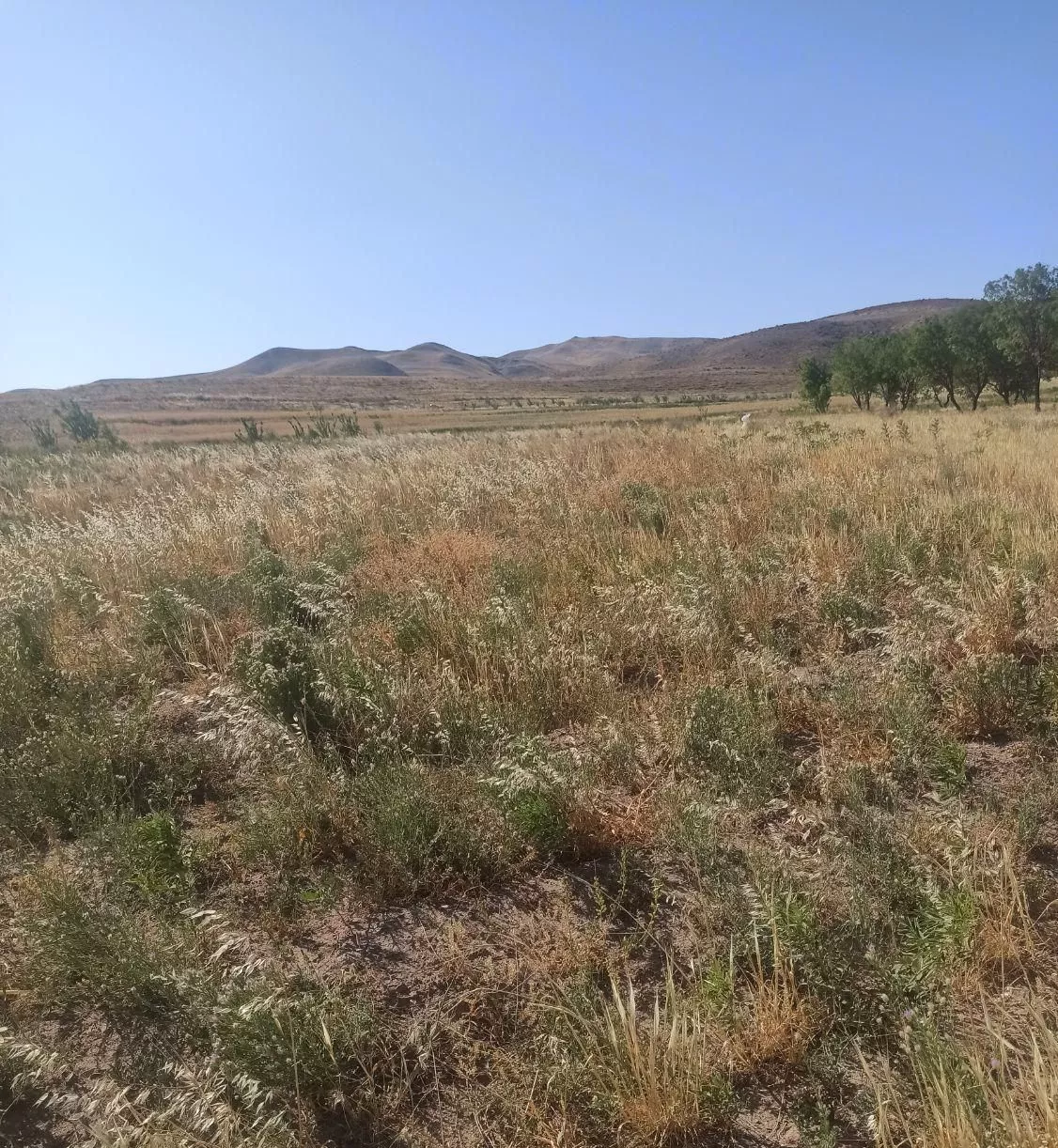 زمین باغی با اب