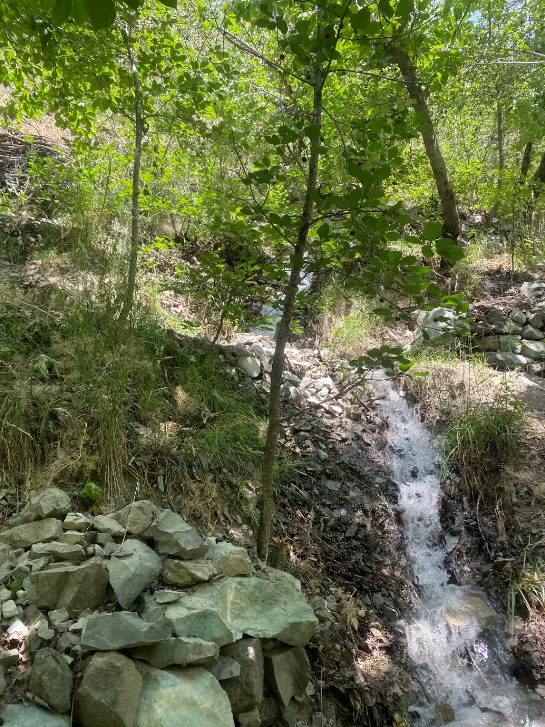 باغچه با درختان چندساله در آهار فشم