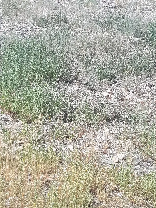 زمین ۶ قصبی سیدی