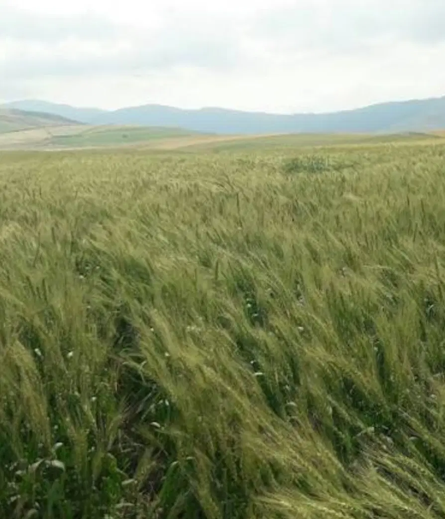 زمین کشاورزی