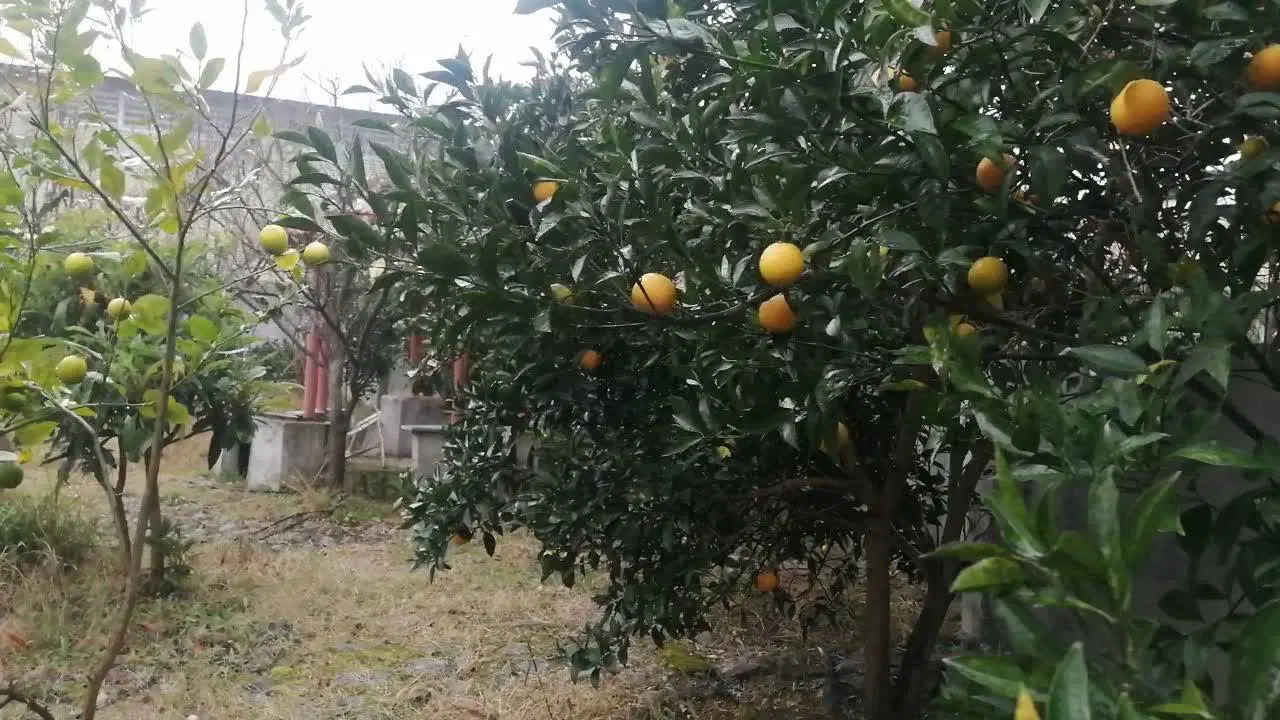 خانه باغ متراژ ۷۶۸ متر