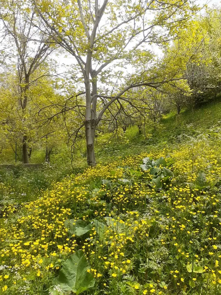باغ در روستای گلوجه