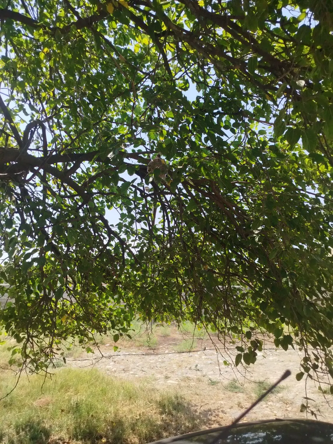زمین کشاورز ی. یک هکتار روستای تکله کندی