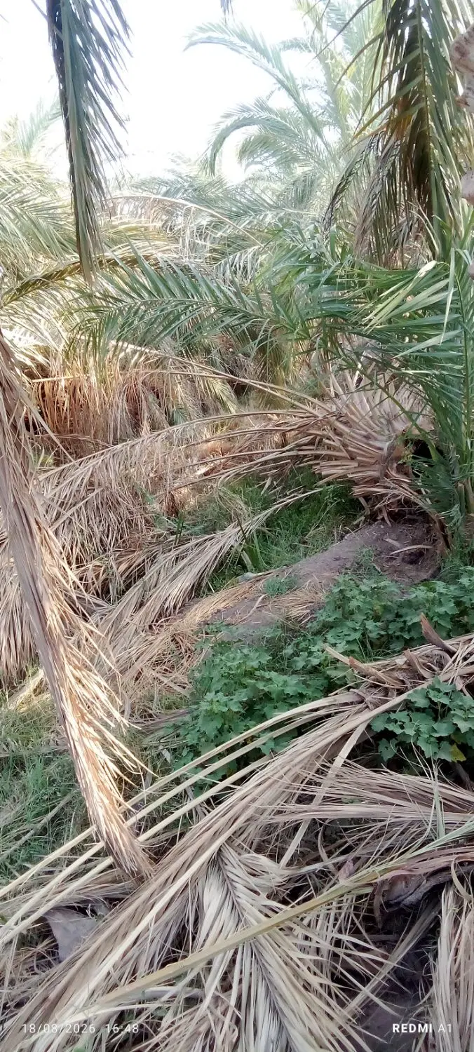 زمین حافظ آباد