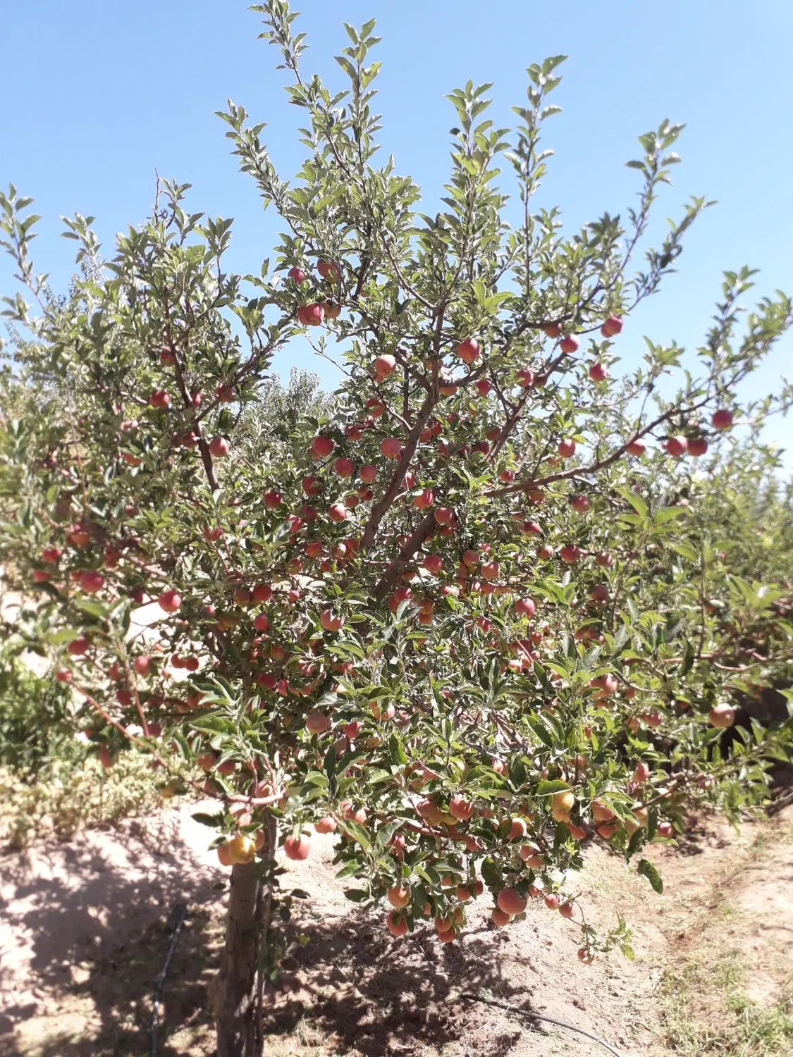 باغ سیب بارده