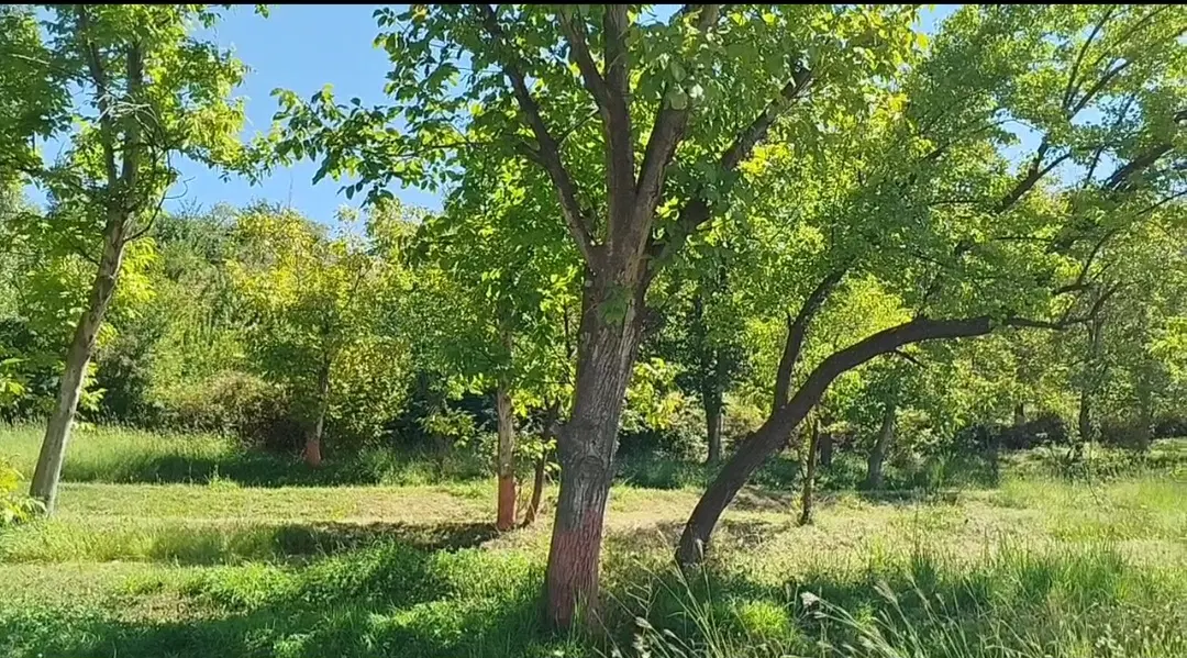 فروش باغ میوه نجف‌آباد