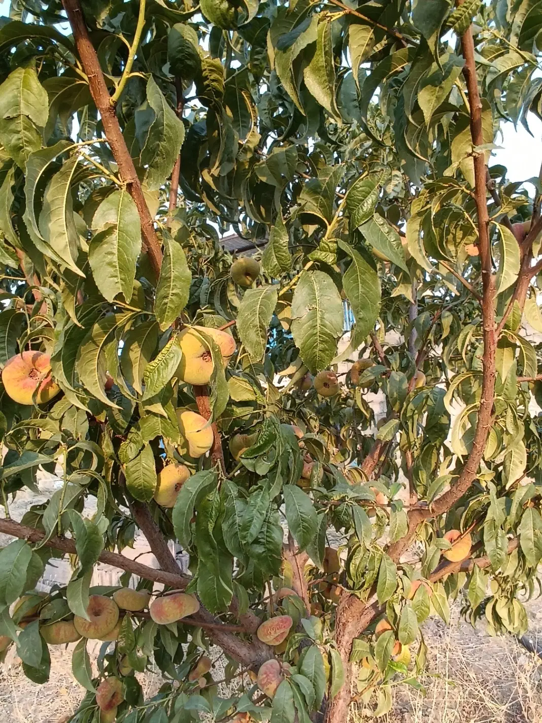 خانه باغ