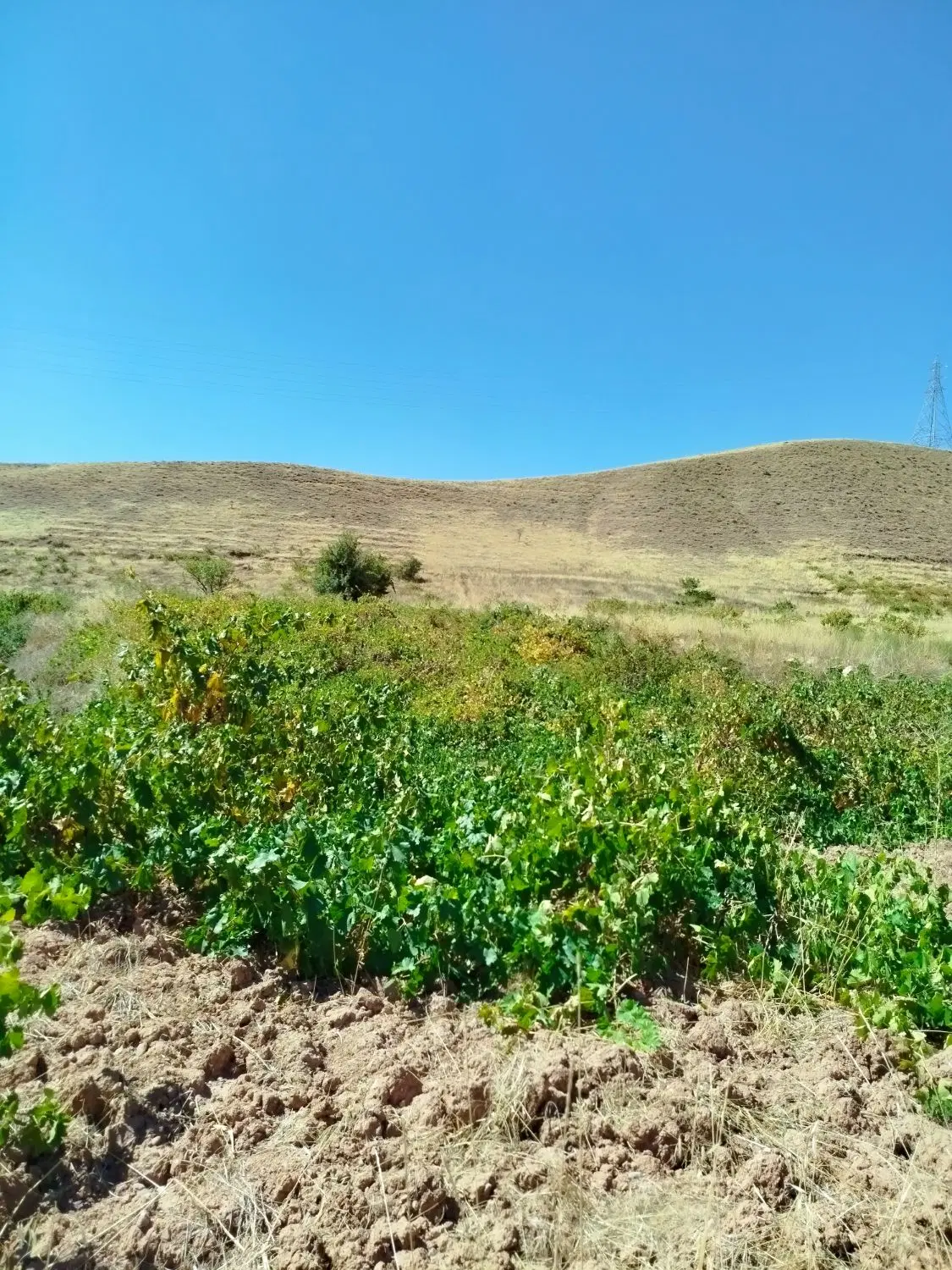 باغ می یا انگور با حدود125کانه مساحت2500مترمربع
