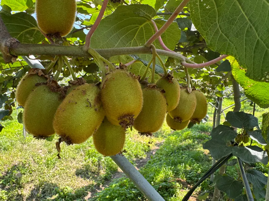باغ کیوی