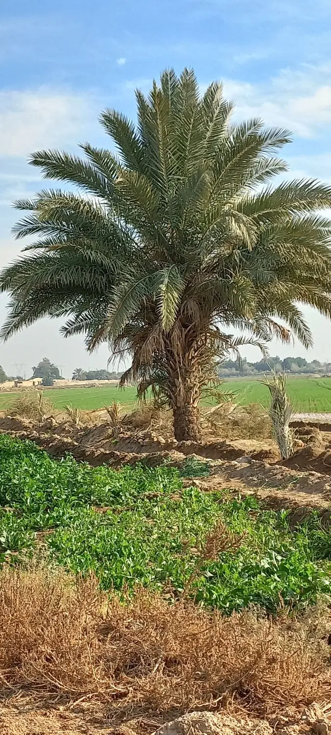 زمین زراعتی تجارتی گمبوعه