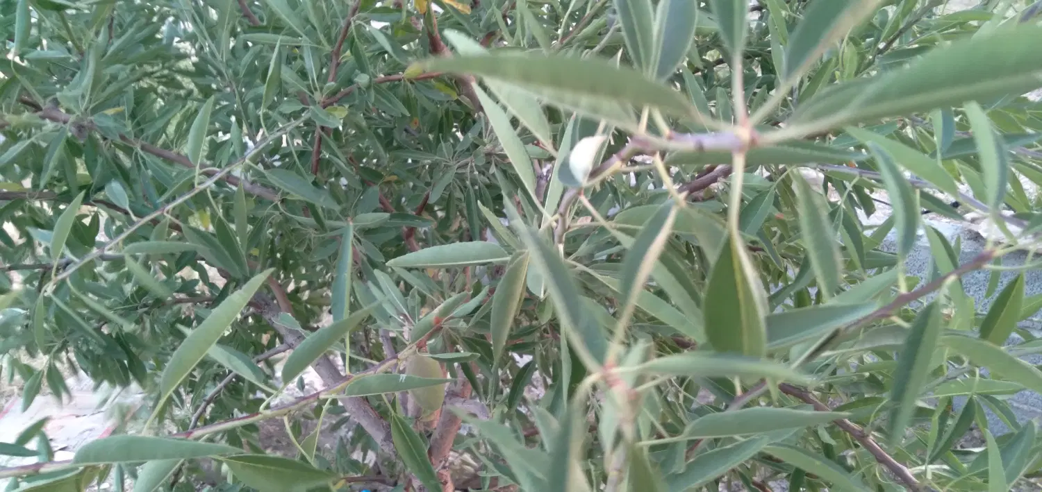 فروش خانه باغ اطراف مرند ، کهل و قینر